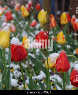 Tulips on Pearl Street Mall in Boulder, after a late snowfall, A large planting of tulips on the historic Mall is a tradition Stock Photo