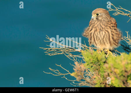 Kestrel falco tinnunculus juvenile resting on a bush with the blue sea on the background seen at eye level Stock Photo
