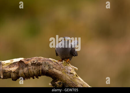 Cuckoo Calling Stock Photo