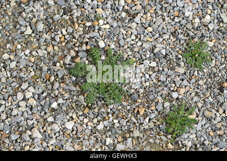 Weeds/ grass growing on crushed rocks on garden pathway Stock Photo