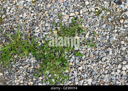 Weeds/ grass growing on crushed rocks on garden pathway Stock Photo