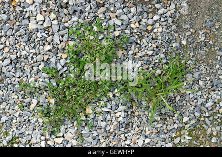 Weeds/ grass growing on crushed rocks on garden pathway Stock Photo