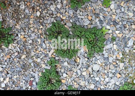 Weeds/ grass growing on crushed rocks on garden pathway Stock Photo