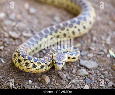 Pacific Gopher Snake - Pituophis catenifer catenifer, adult in defensive posture, Santa Cruz Mountains, California Stock Photo