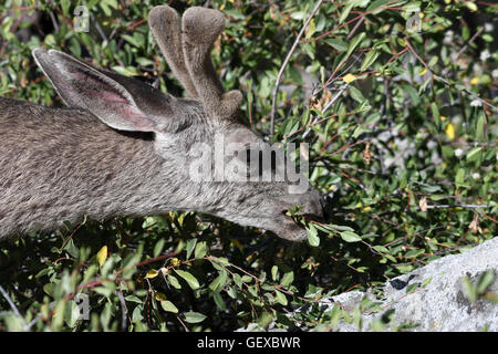 Spike deer eating leaves Stock Photo