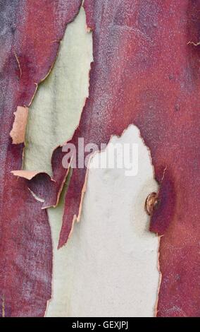 Unique red tree bark background abstract with smooth white layer underneath in closeup detail. Stock Photo