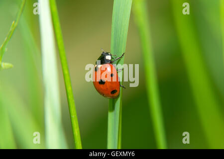 Ladybug crawling on a green blade of grass up Stock Photo
