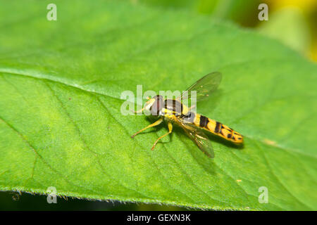 A macro shot of a Hoverfly sits on a green leaf Stock Photo