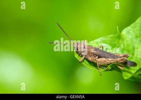 Small grasshopper sitting on a green leaf of grass Stock Photo