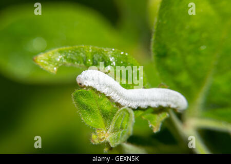 Colorful caterpillar eating green leaf Stock Photo - Alamy