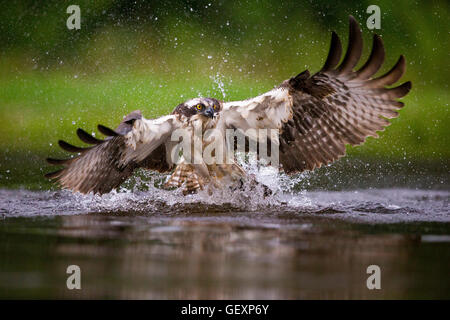 Osprey Flying in Fishing Stock Photo
