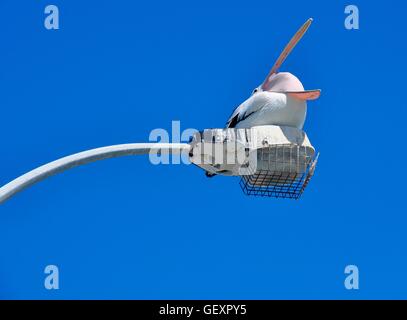 Large Pelican with open beak sitting on top of a light fixture with a blue sky background at Coogee Beach in Western Australia. Stock Photo