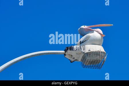 Large black and white Pelican sitting on top of a light fixture with a blue sky background at Coogee Beach in Western Australia. Stock Photo