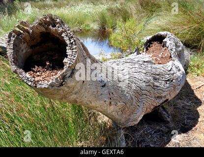 Fallen log filled with mulch surrounded by standing water and tall wetland grasses at Manning Lake in Western Australia. Stock Photo