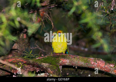 Yellow-Crowned Parakeet observing the forest in an old grown southern beech forest in New Zealand's Mount Aspiring National Park Stock Photo