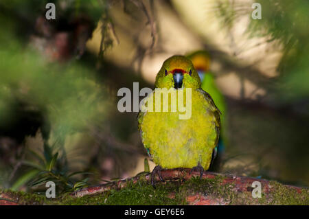 Yellow-Crowned Parakeet observing the forest in an old grown southern beech forest in New Zealand's Mount Aspiring National Park Stock Photo