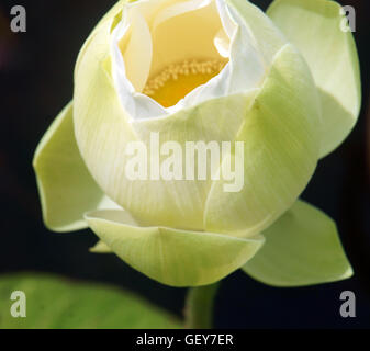 Vietnamese flower, pure white lotus flower, symbol of Vietnam at Mekong Delta, closeup of beautiful bloossom Stock Photo