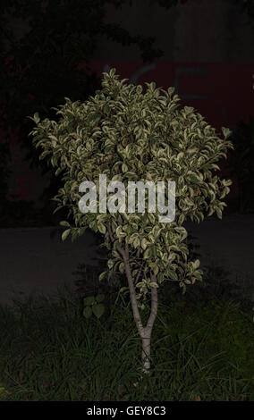 Ficus benjamina night view. Stock Photo