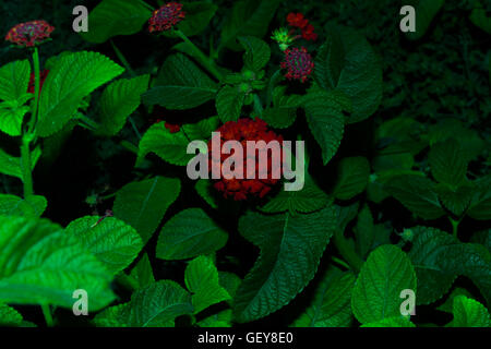 Flowers of Lantana camara Stock Photo