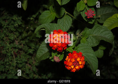 Flowers of Lantana camara Stock Photo