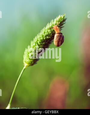 the snail closeup sitting on a green plant Stock Photo