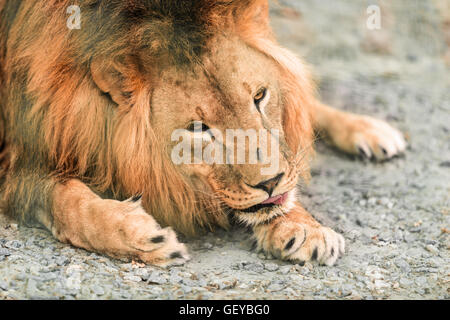 portrait the animal African lione lying close-up Stock Photo