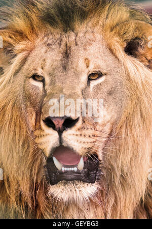 portrait the animal African lione lying close-up Stock Photo