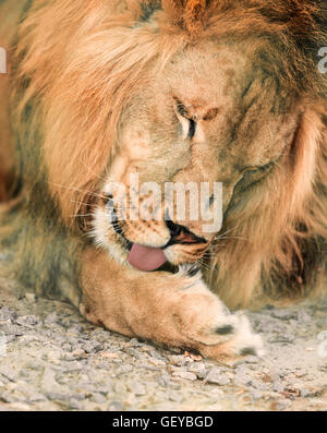 portrait the animal African lione lying close-up Stock Photo