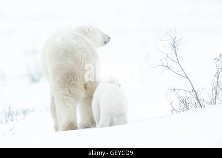 Polar bear mother (Ursus maritimus) with two cubs from behind, Wapusk National Park, Manitoba, Canada Stock Photo