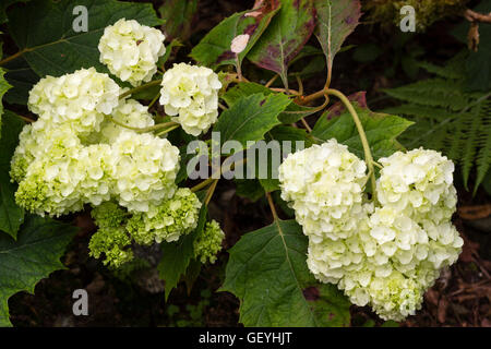 July flower trusses of the oak leaved hydrangea, Hydrangea quercifolia 'Harmony' Stock Photo