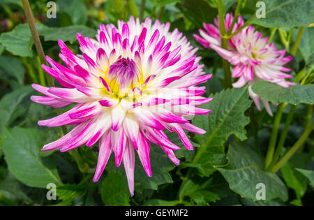 Dahlia 'Jura', a small flowered semi cactus dahlia flower growing in Summer in West Sussex, England, UK. Single Dahlia Jura flower close up. Dahlias. Stock Photo