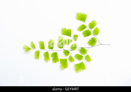 Maidenhair fern (Adiantum sp.) leaves on white background with soft shadow. It is used in herbal medicine as tea or syrup, for i Stock Photo