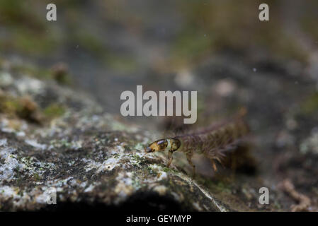 caseless caddisfly larvae Stock Photo - Alamy