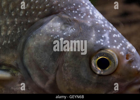 Common Bream Underwater Stock Photo