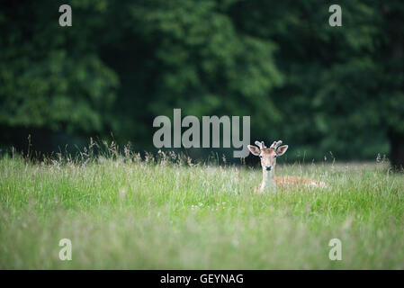 Fallow Deer in grass Stock Photo