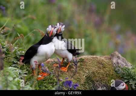 Pair of Puffins Stock Photo