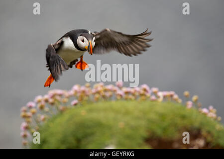 Puffin flying in Landing Stock Photo