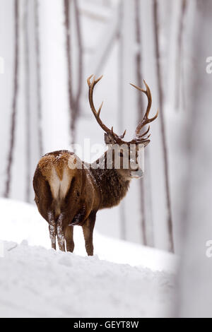 Red Deer in the winters snow Stock Photo