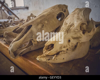 Farm animal skulls in an old barn, Fuerteventura, Spain Stock Photo