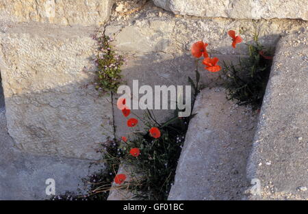 geography / travel, France, Pays de la Loire, poppy on staircase, Stock Photo