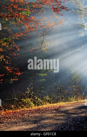 geography / travel, Austria, Burgenland, Lafnitztal (Lafnitz Valley), sunbeam in forest, Stock Photo