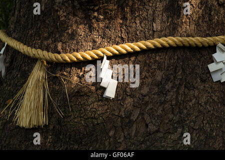 Folded paper symbols on a rope of rice straw bound around a mighty tree at a Shinto shrine in Japan Stock Photo