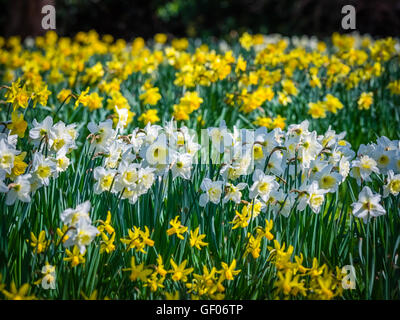 Yellow and white daffodils blooming in spring in the park Stock Photo