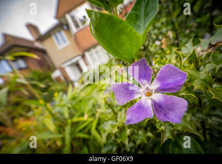 Single dying phlox flower growing in front of a house Stock Photo