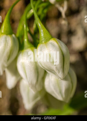 Small closed buds of a beautiful white campanula  blossoming in spring Stock Photo