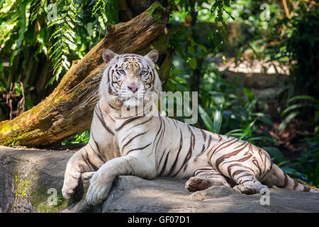 White male tiger in the zoo Stock Photo