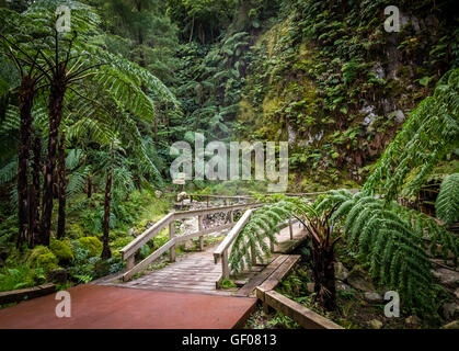 Wooden bridge over small stream in the beautiful tropical rainforest near the hot springs of Caldeira Velha On Sao Miguel Island Stock Photo