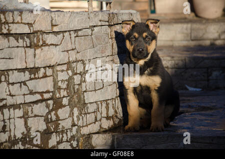 German shepherd puppy sits in the yard Stock Photo