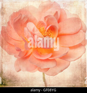 Garden Rose Flower Peach Salmon Pink Floral with Vintage Textured Background Stock Photo