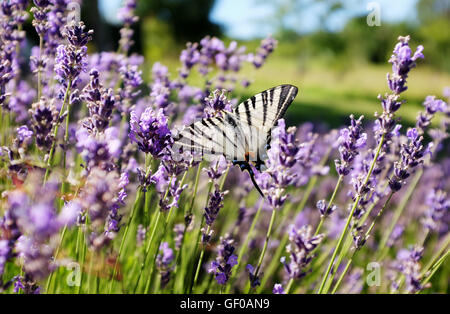 Scarce Swallowtail butterfly Iphiclides podalirius in Le Lot Region of South West France sitting on wild lavender flowers Stock Photo